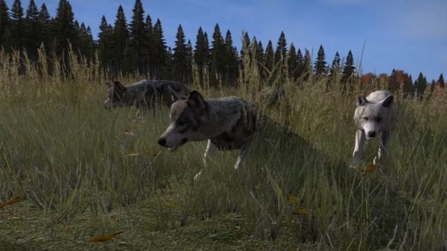 dayz lobos