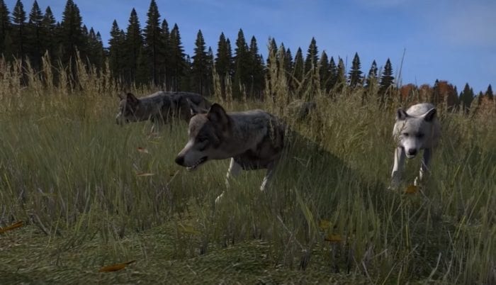 dayz lobos